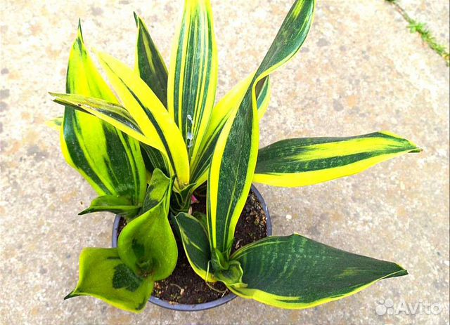 Сансевиерия голден Флейм