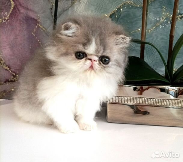 Очень красивая перс девочка котенок 2 м. питомника