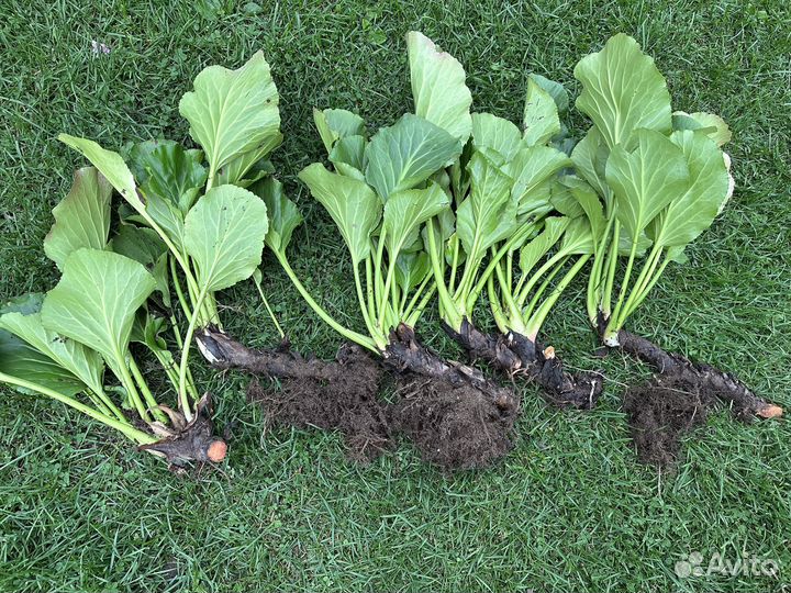 Многолетники для сада