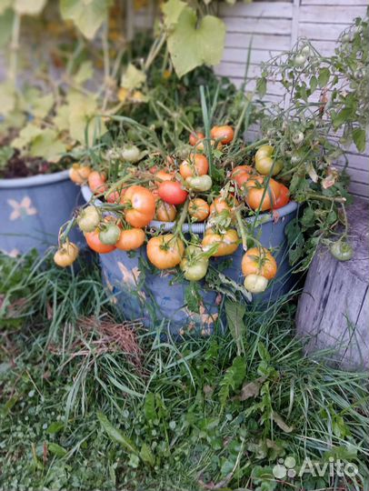 Томат Монгольский карлик