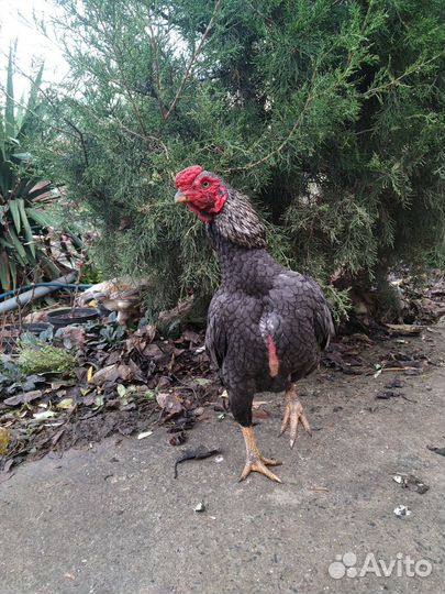 Яйцо бойцовые и цыплята