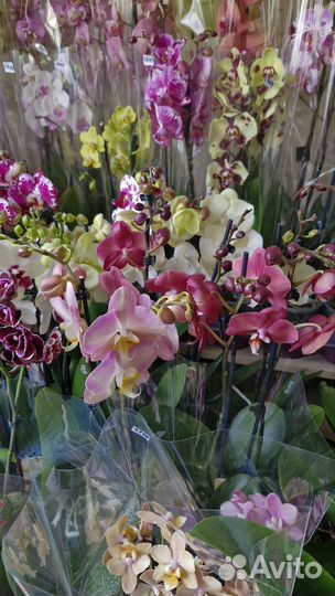 Орхидеи разные в наличии