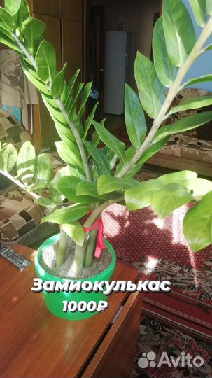 Фикус бенджамина большой