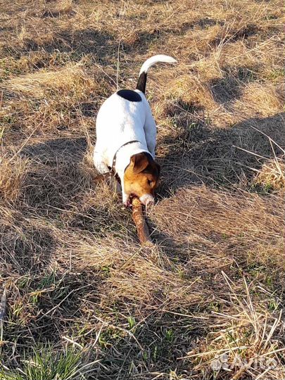 Джек Расел Терьер