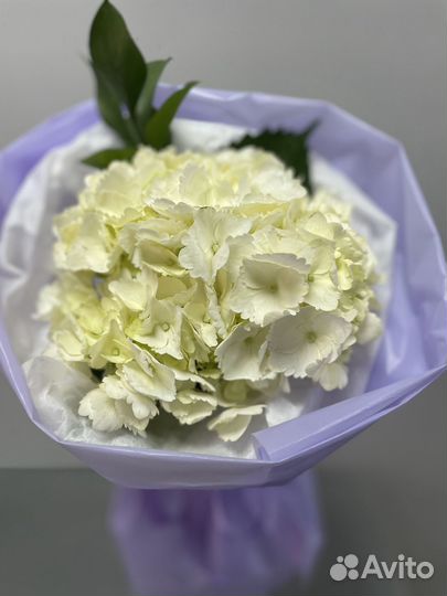 Гортензия в нежной упаковке