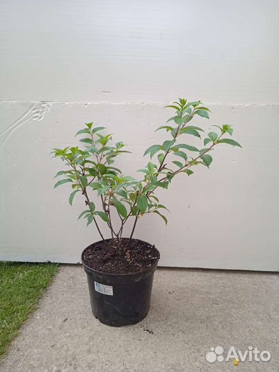 Гортензия vanille fraise