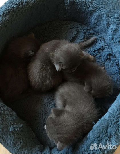 Котята в добрые руки бесплатно