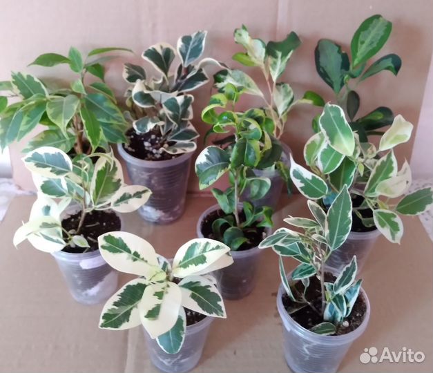 Фикусы сортовые пестролистные