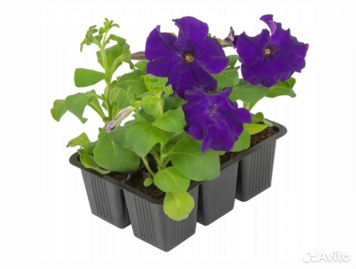 Рассада Петуния