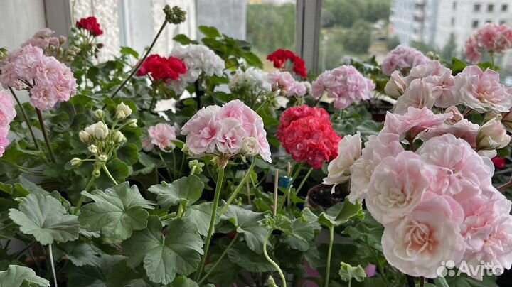 Пеларгония герань сортовая