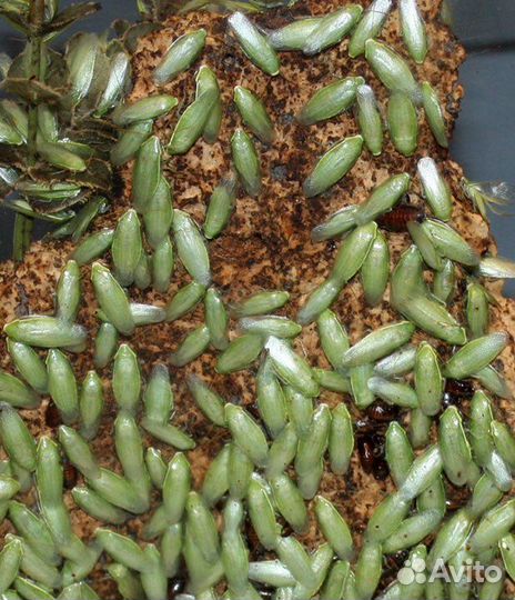 Кормовые насекомые