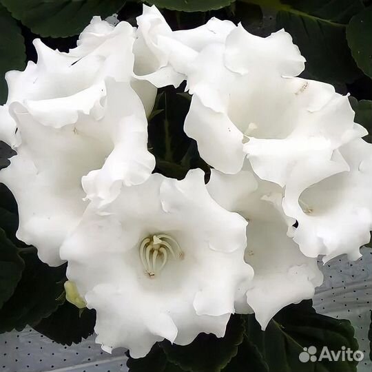 Глоксинии семена