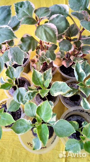 Вариегатные бальзамины