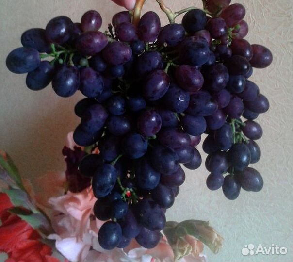 Саженцы винограда, Супага, Зилга, Кодрянка