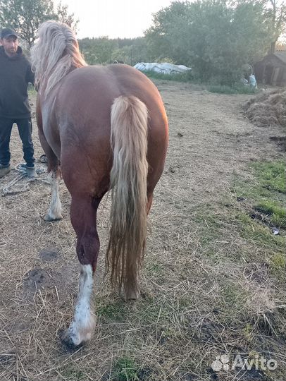 Продам жеребца