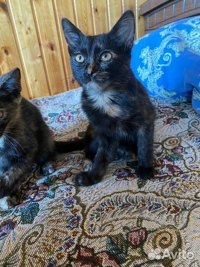 Котята в добрые руки бесплатно