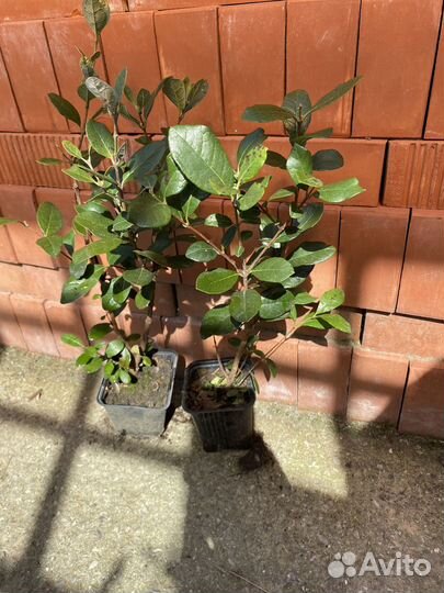 Саженцы фейхоа