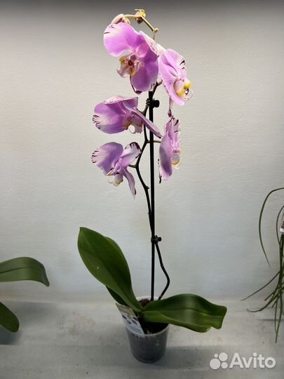Орхидея фаленопсис Art Nouveau