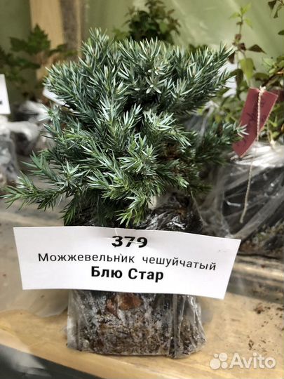 Можжевельник чешуйчатый «Блю Стар» - саженцы зкс