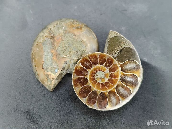 Окаменелости аммониты. Пара