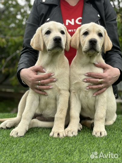 Щенки лабрадора