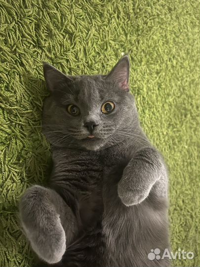Британский кот