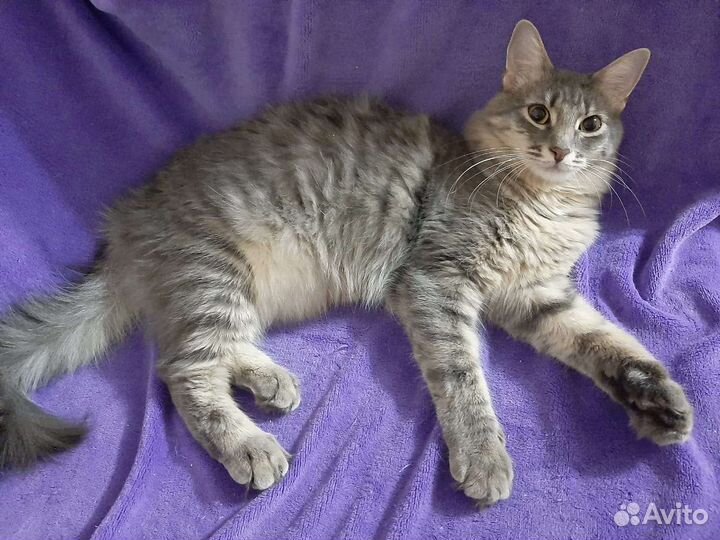 Кошечка Фая ищет дом 1г, 7мес