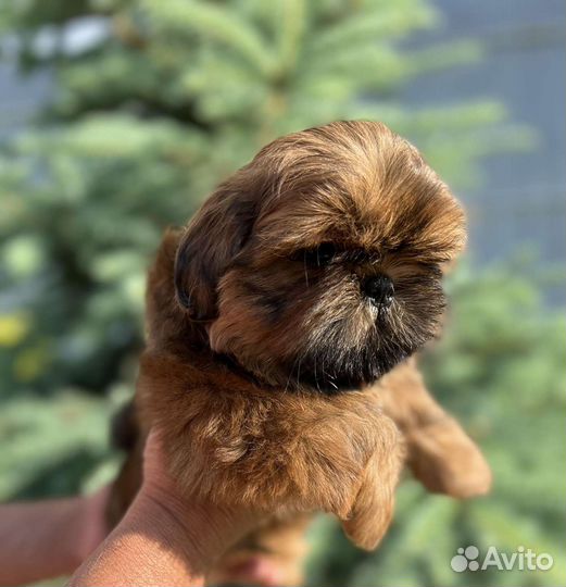 Собаки щенки