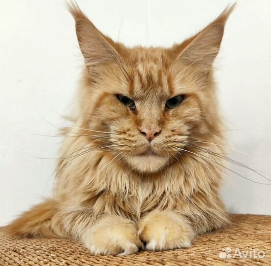 Кошки мейн-кун