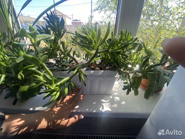 Суккуленты красула овата