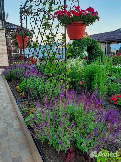 Шалфей кародона маделайн