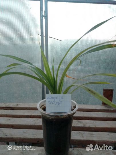 Комнатные растения