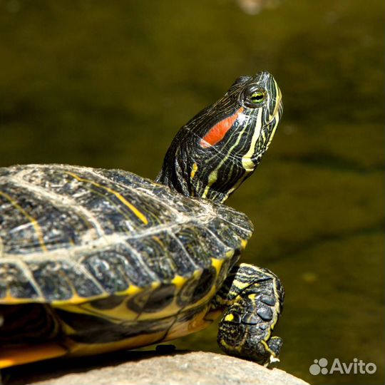 Красноухая черепаха бесплатно