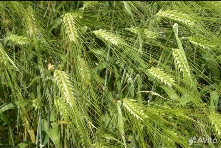 Семена Ярового ячменя