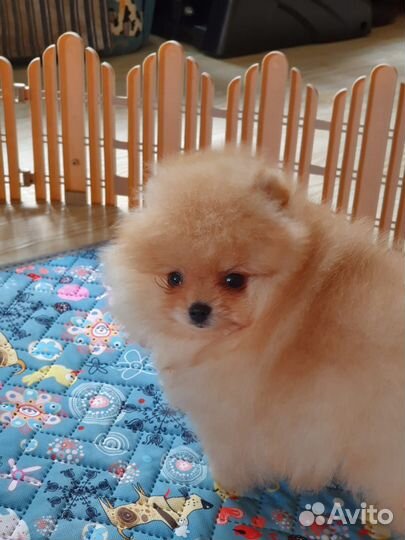 Померанский шпиц