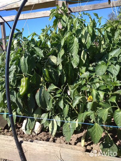 Перепелиный навоз