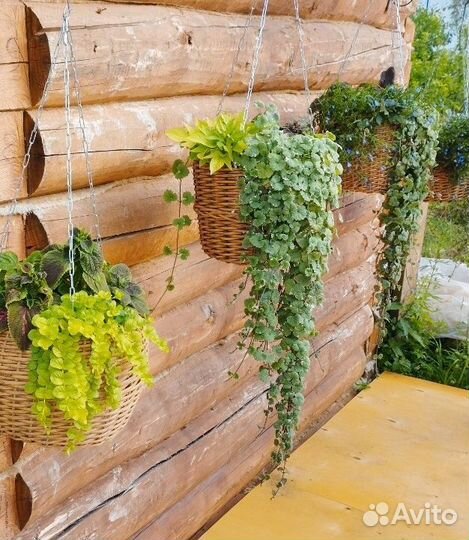 Вечнозелёные вегетативные растения