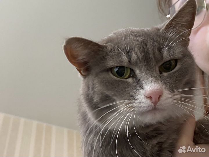 Кошечка в добрые руки