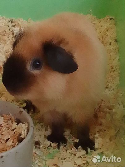 Морская свинка американский тедди