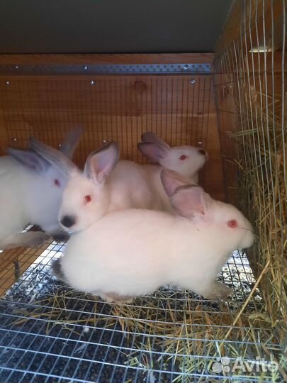 Калифорнийские кролики