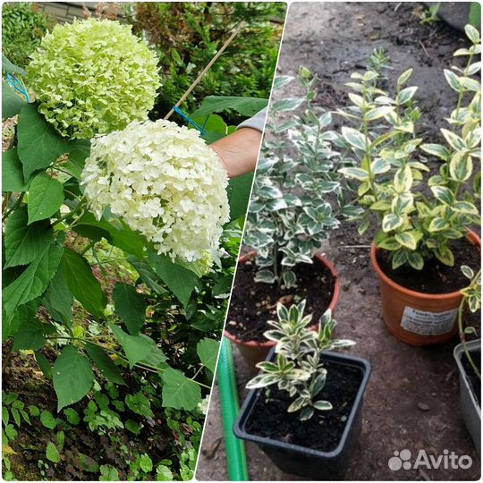 Папоротники, гейхеры, астильбы, бересклеты, бадан