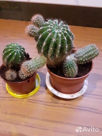 Кактус цветущий детки