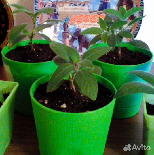 Руэллия Макойя