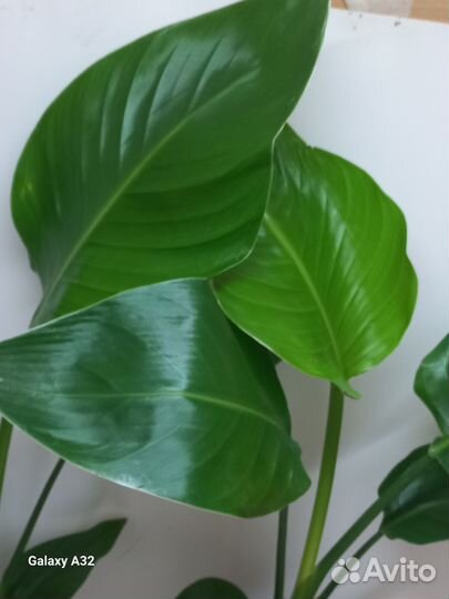 Стрелиция николая