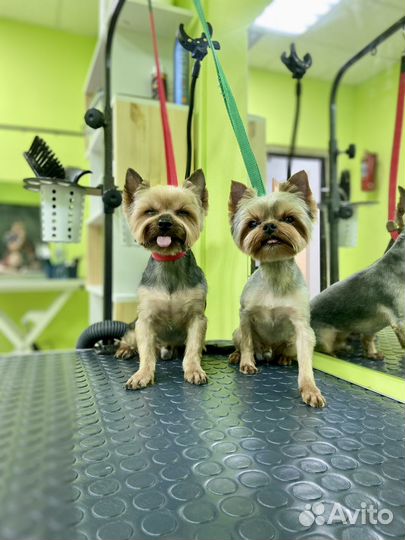 Стрижка собак и кошек