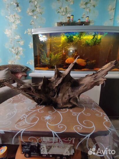 Корень дуба
