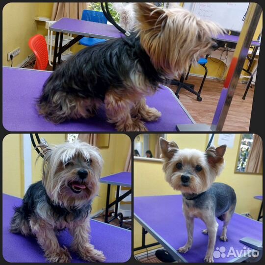 Стрижка собак