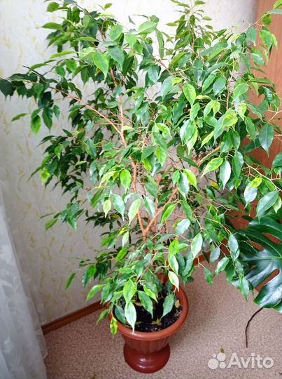 Фикус бенджамино 