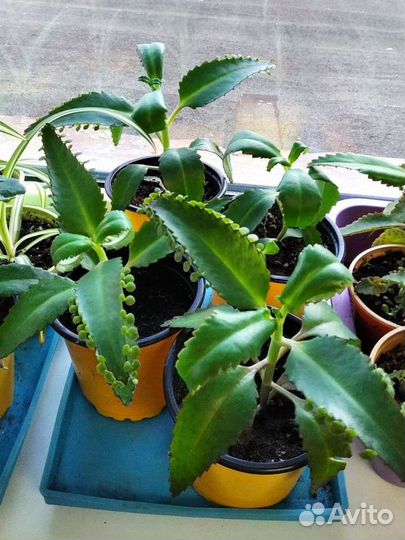 Каланхоэ лекарственный