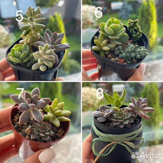 Суккуленты, мини-садики, композиции